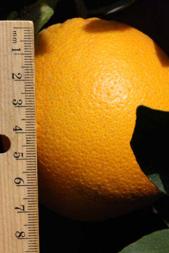            Fruit (Fisher, Riverside, CA)   